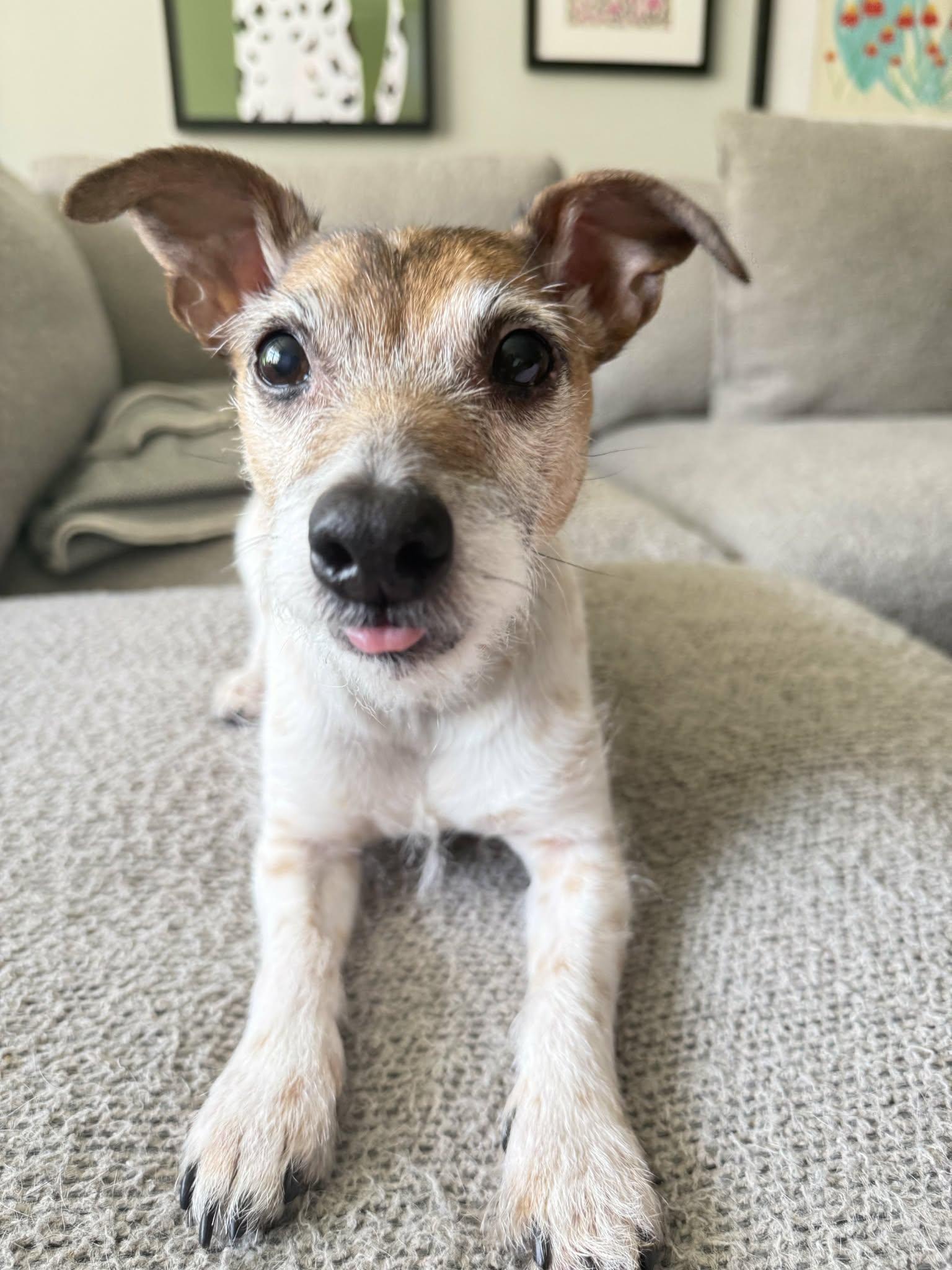 Greg, adopted, Senior Male Jack Russell Terrier.