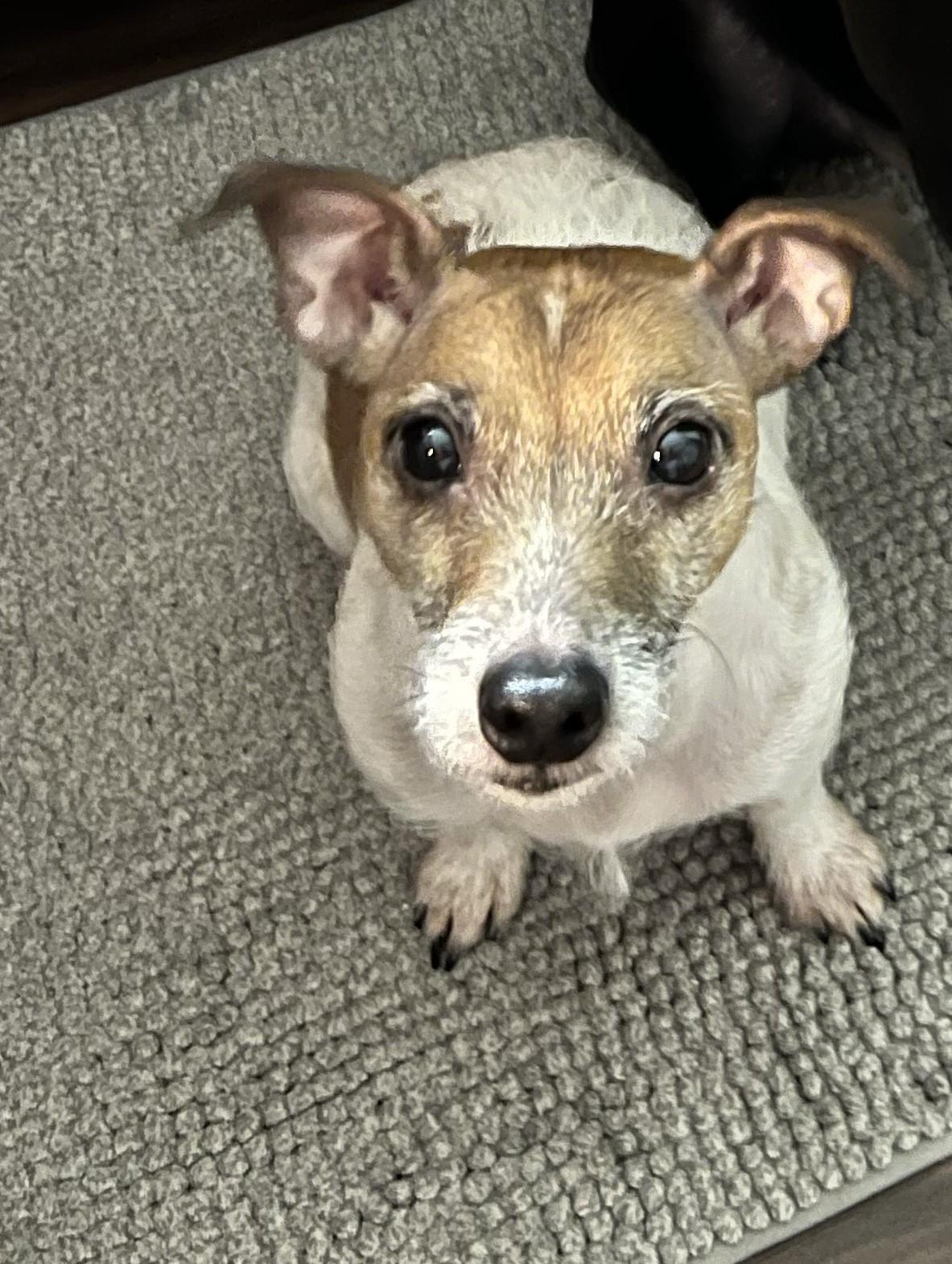 Enlarge Greg, an adopted Jack Russell Terrier in Brooklyn, NY image 4/6