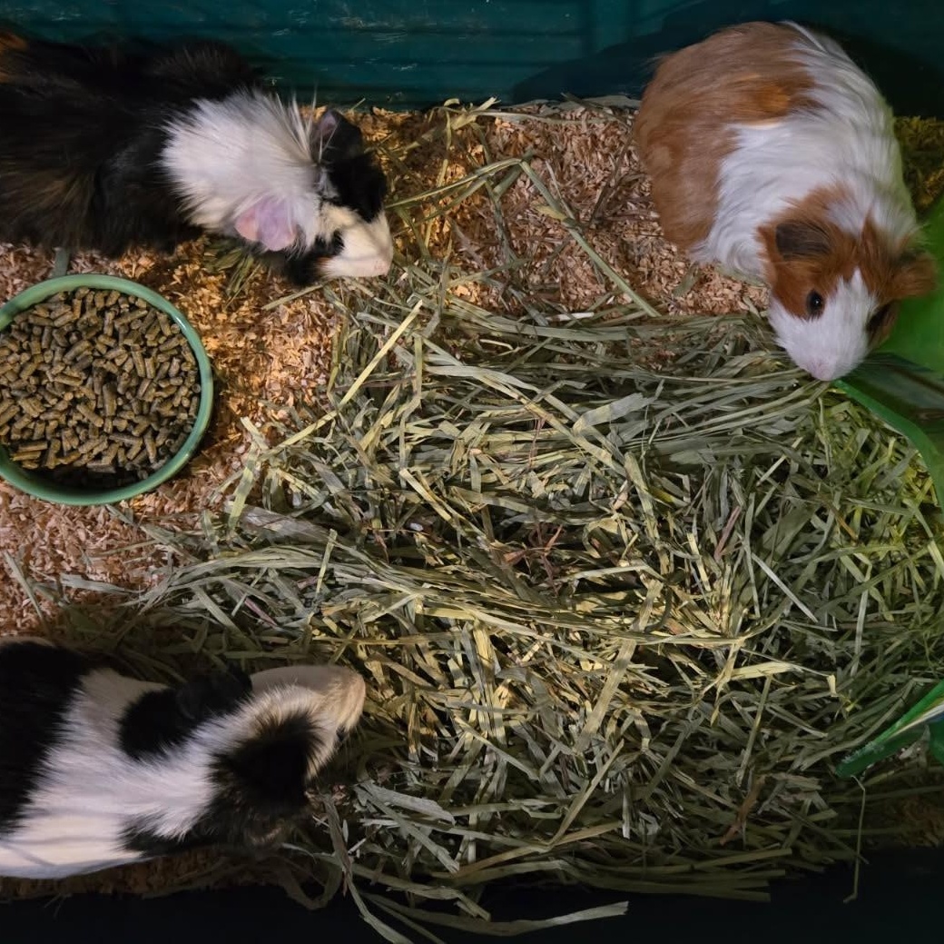 Ian, Jamie and Fergus, Adoptable, Adult Male Guinea Pig.