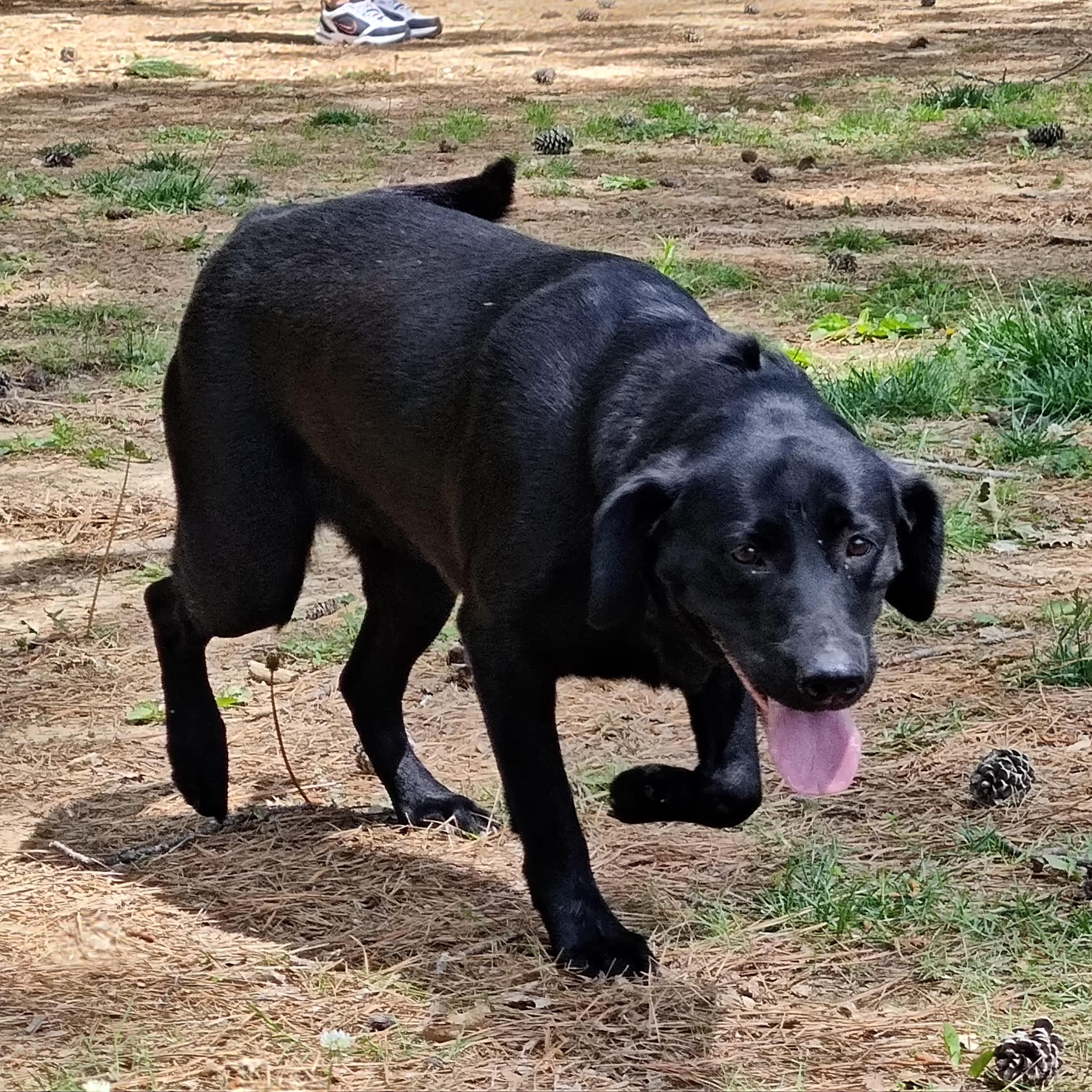 Enlarge Bella, an adopted mixed breed in Medfield, MA image 3/3