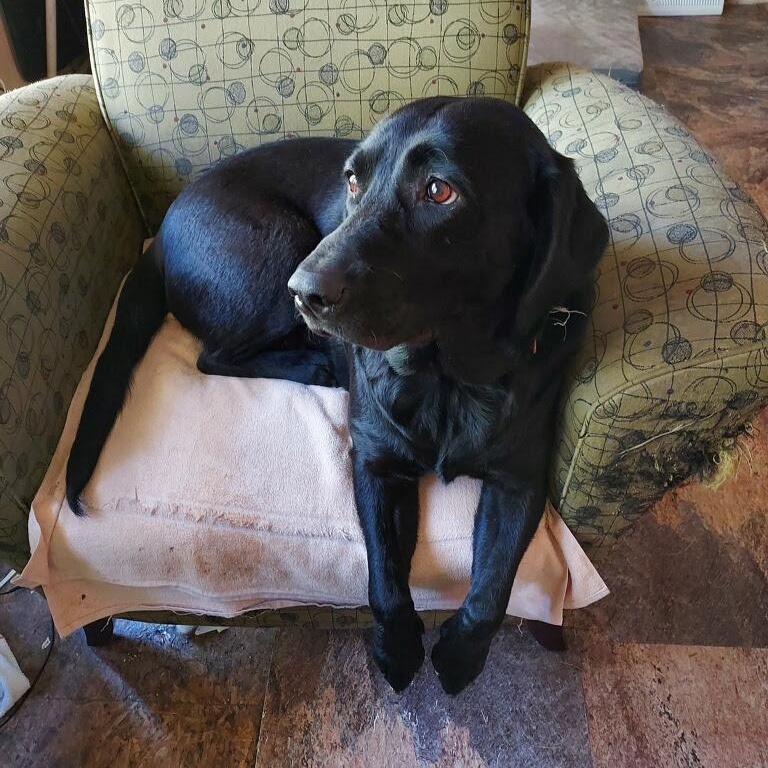 Enlarge Bella, an adopted mixed breed in Medfield, MA image 1/3