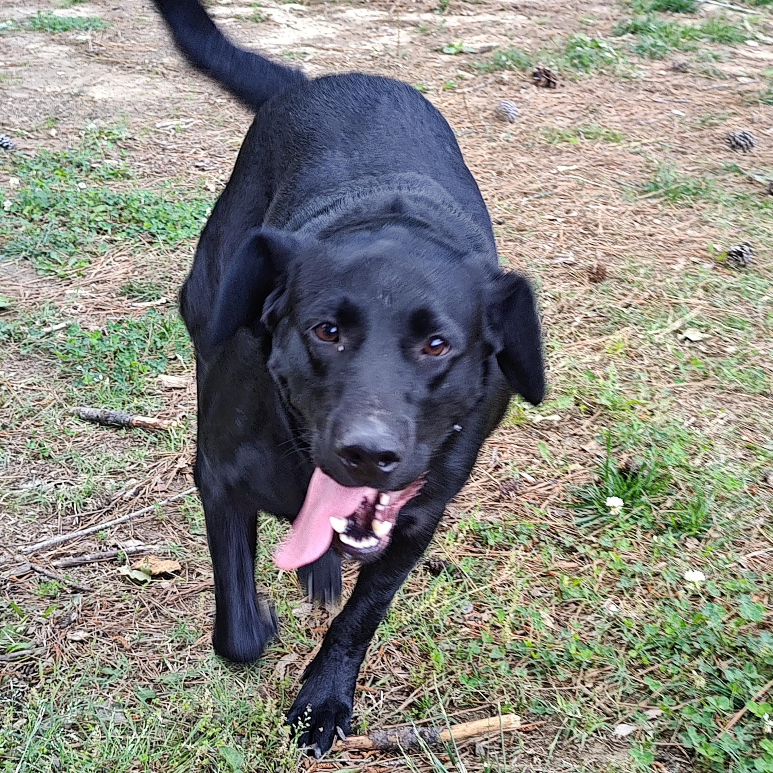 Enlarge Bella, an adopted mixed breed in Medfield, MA image 2/3