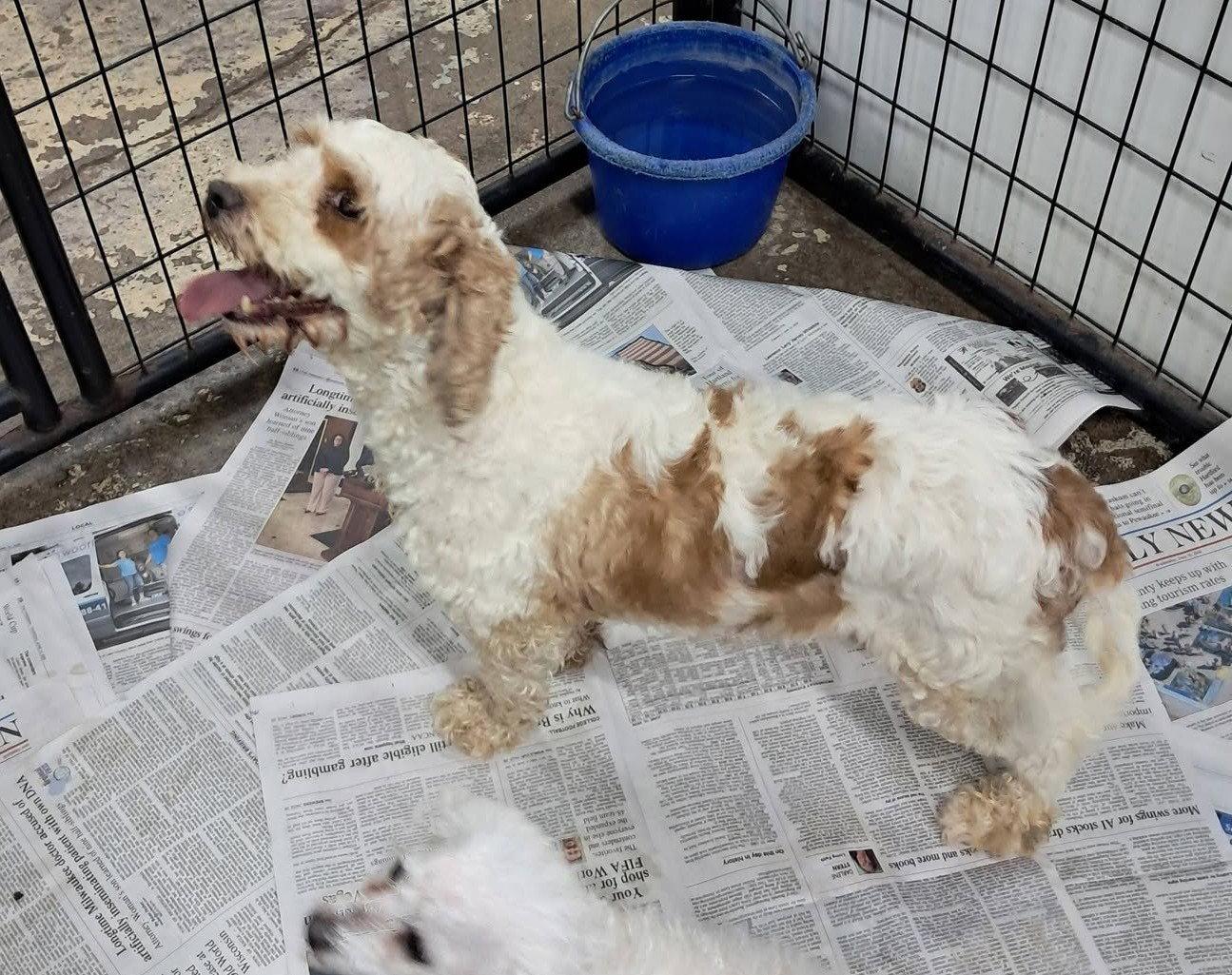 Hazel, Adoptable, Adult Female Cavalier King Charles Spaniel & Poodle.