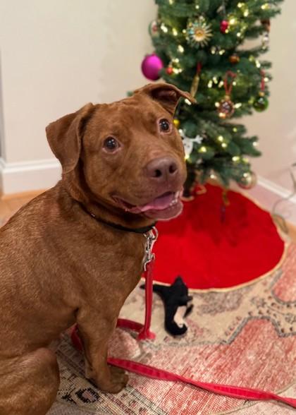 Charlie Bones, a Adoptable Mixed Breed in Washington, DC image 1/3