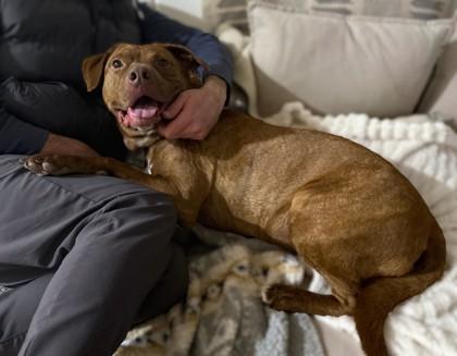 Charlie Bones, a Adoptable Mixed Breed in Washington, DC image 2/3