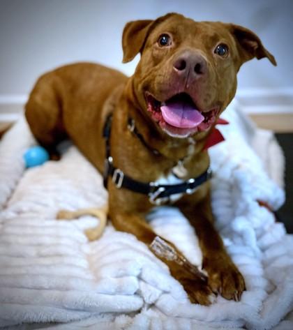 Charlie Bones, a Adoptable Mixed Breed in Washington, DC image 3/3