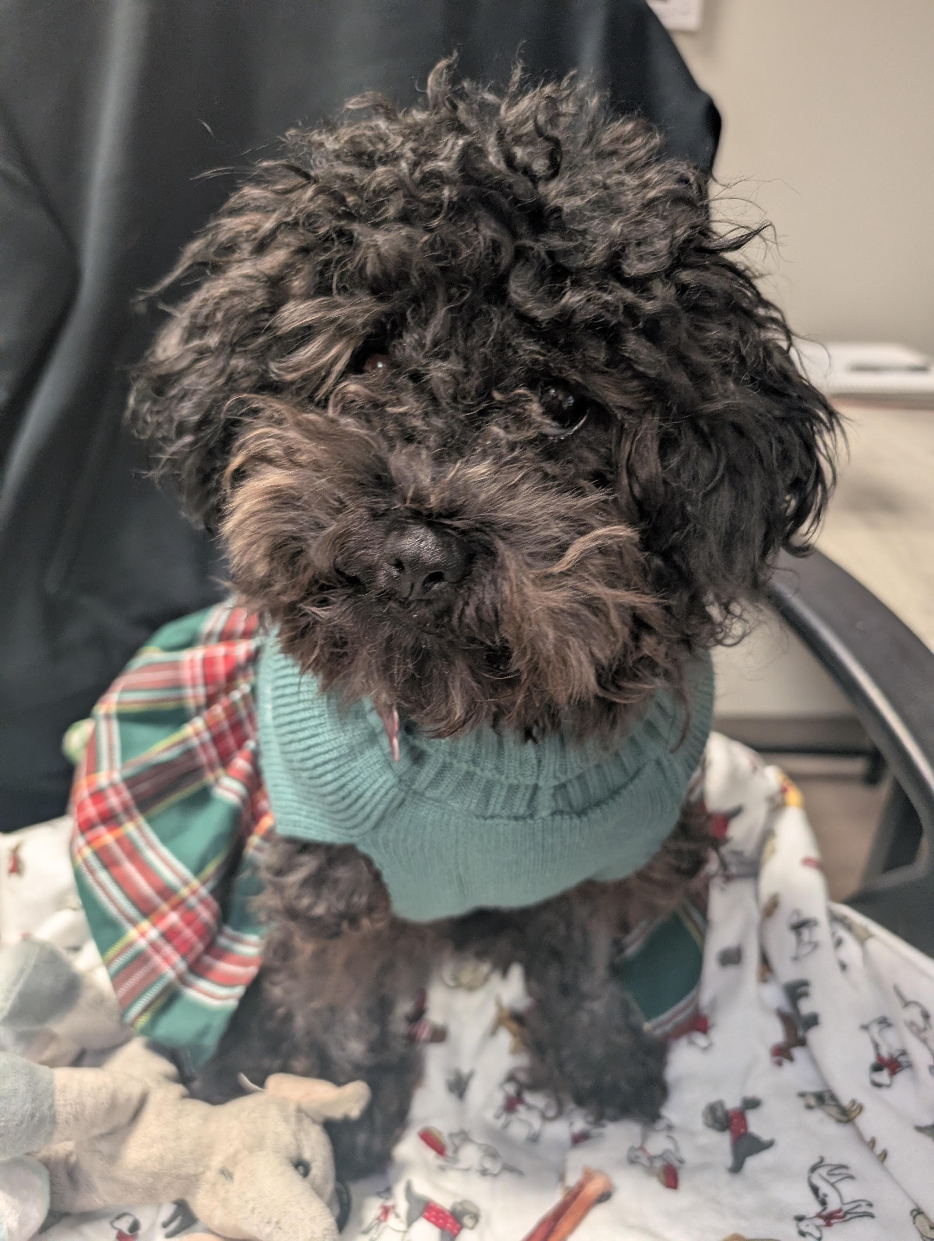 Enlarge Peppa, an adopted mixed breed in Detroit, MI image 1/4