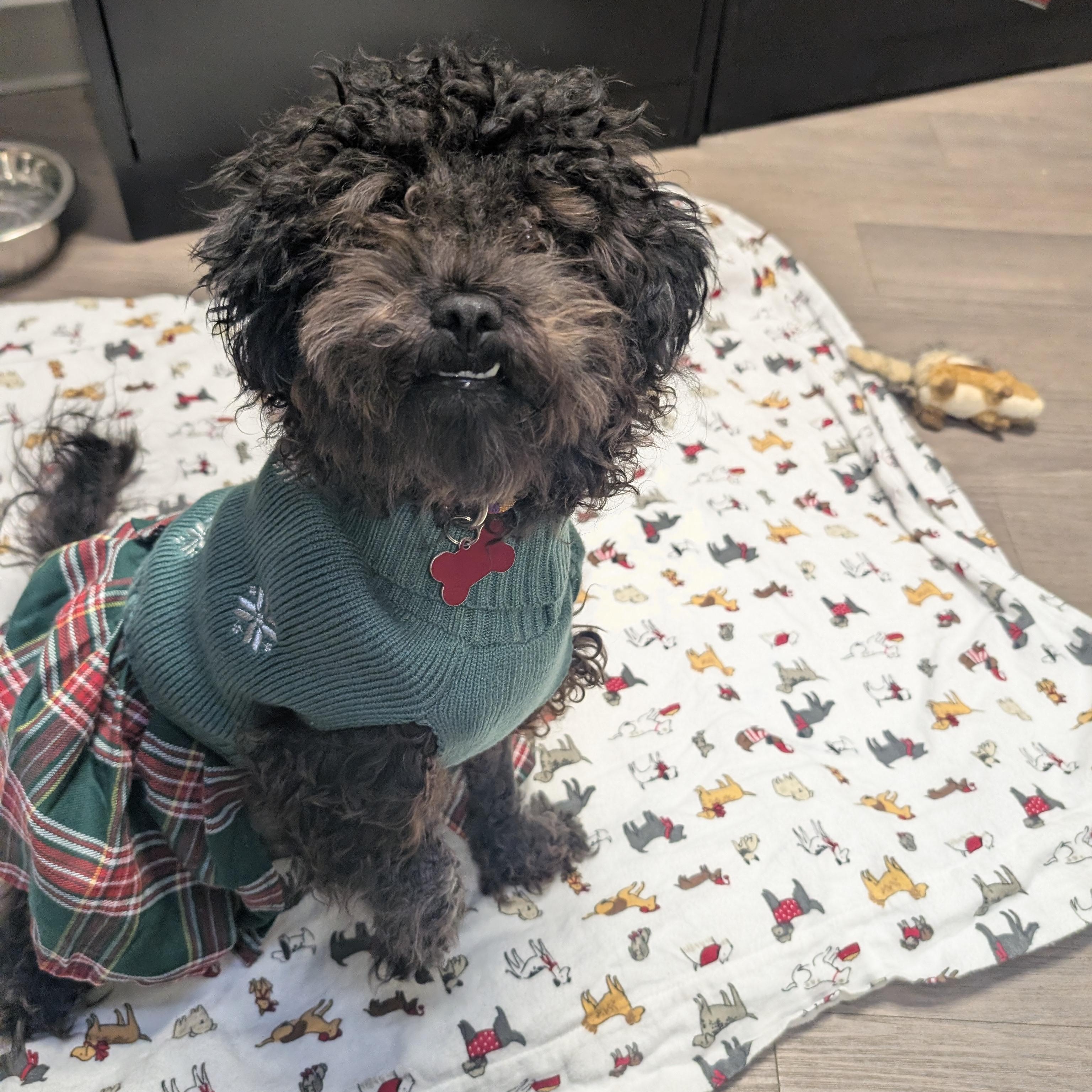 Enlarge Peppa, an adopted mixed breed in Detroit, MI image 3/4