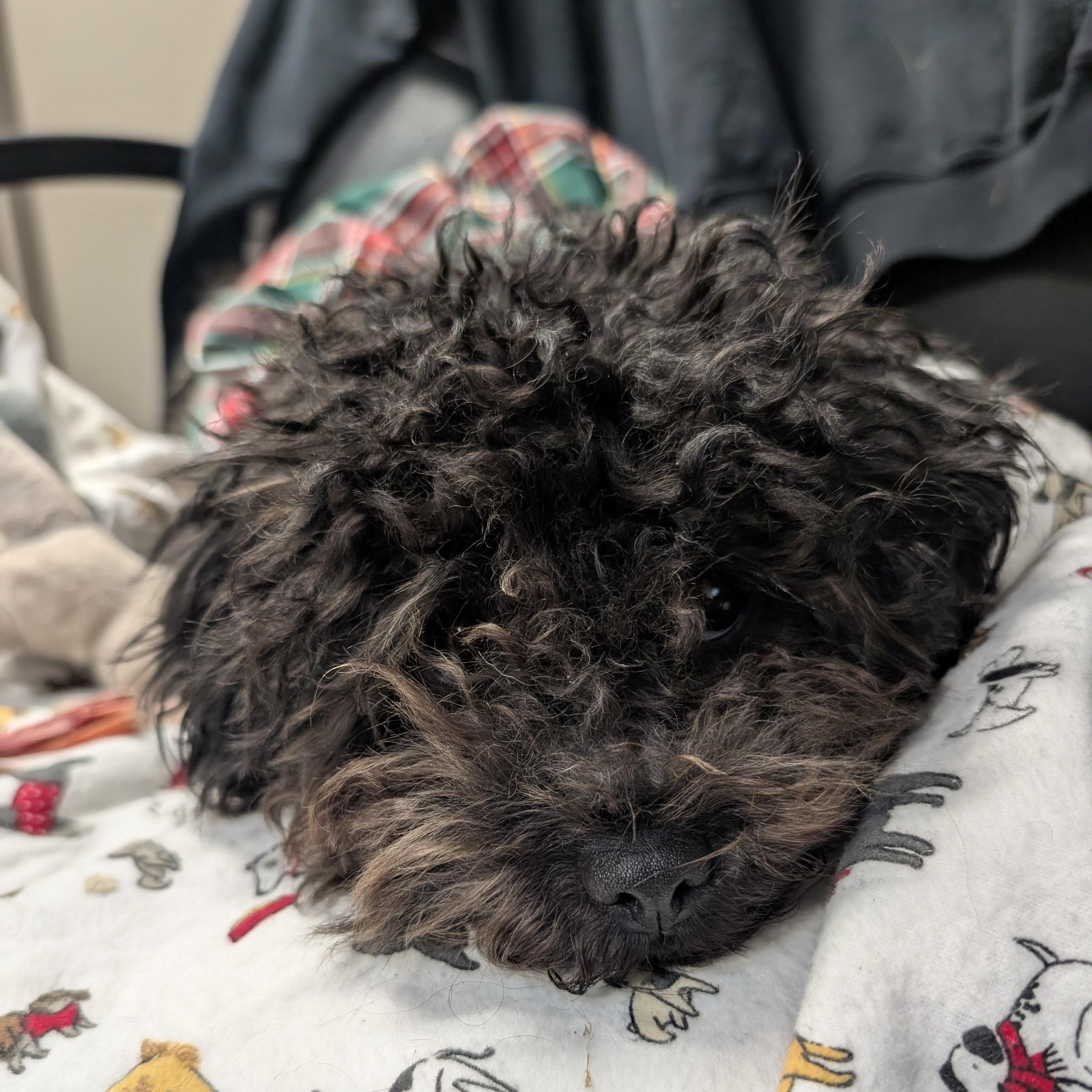 Enlarge Peppa, an adopted mixed breed in Detroit, MI image 4/4