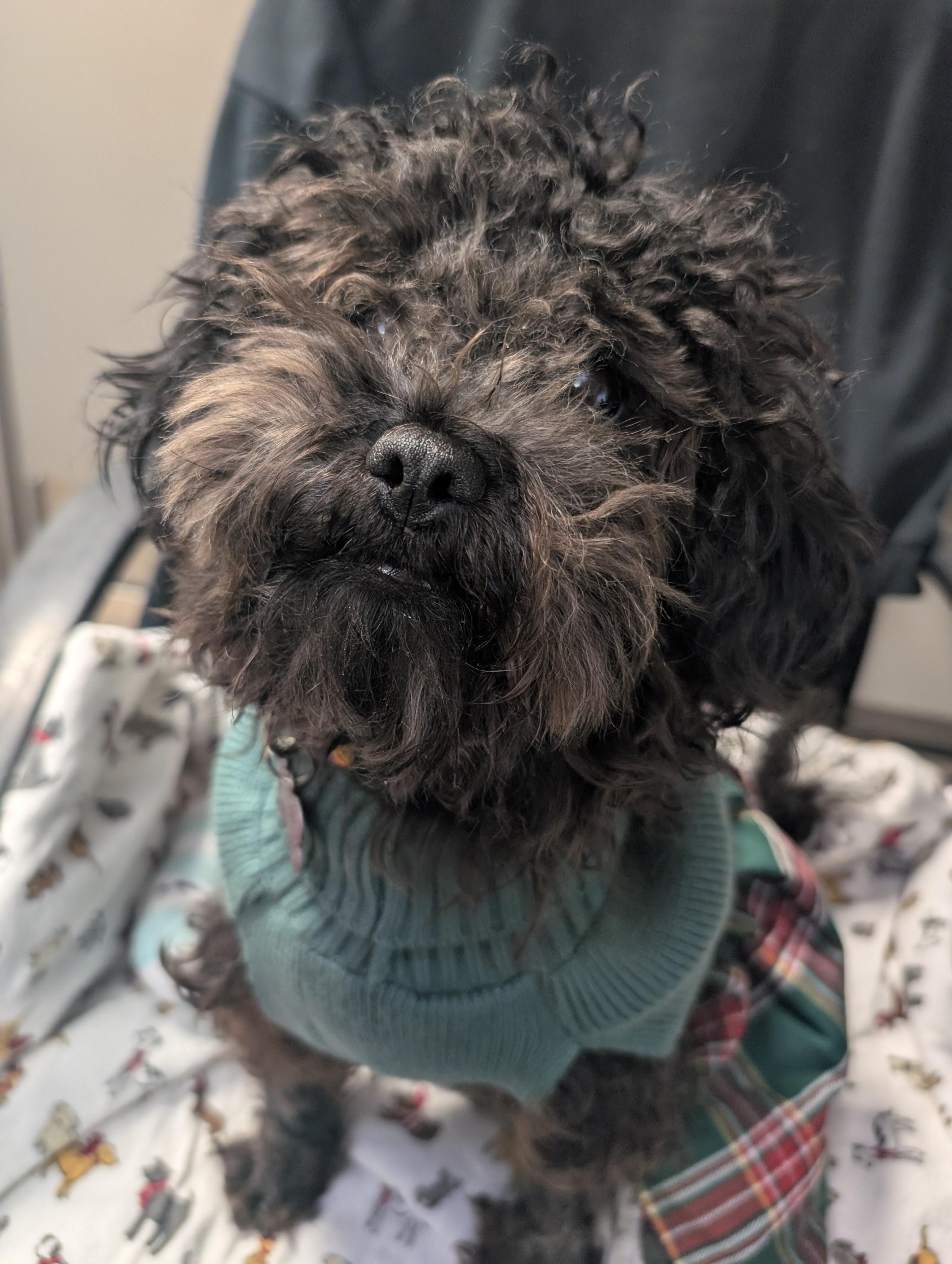 Enlarge Peppa, an adopted mixed breed in Detroit, MI image 2/4