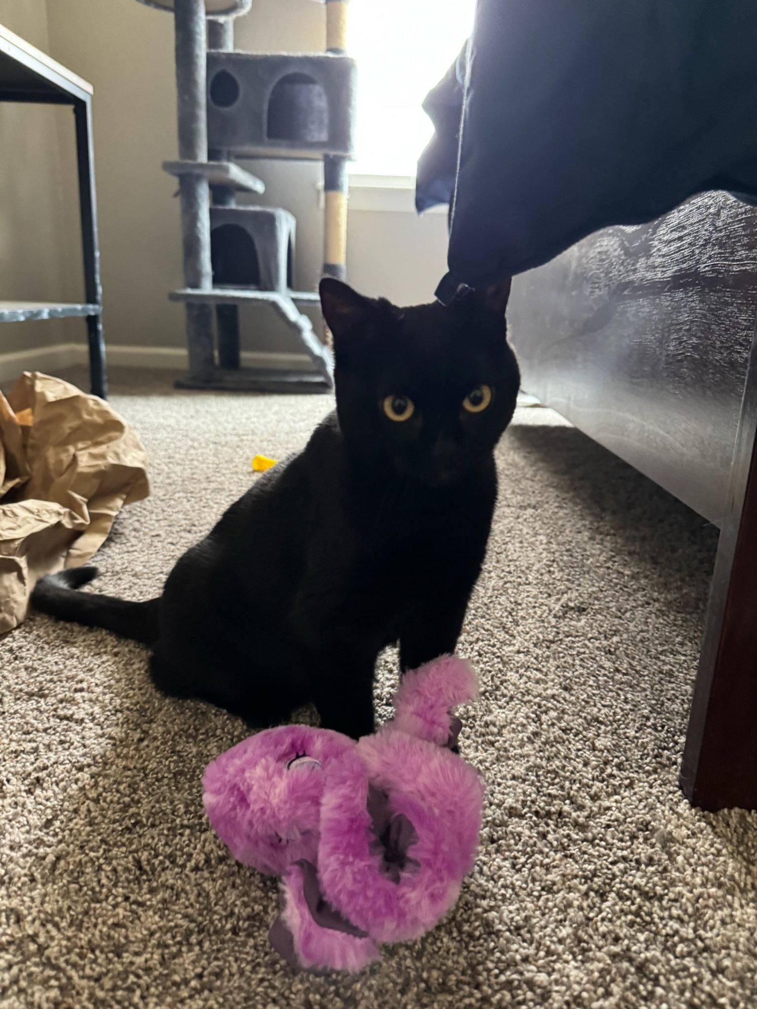 Cream, a Adopted Domestic Short Hair in Fort Collins, CO image 1/2