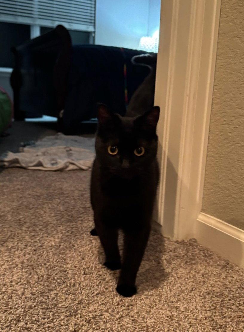 Cream, a Adopted Domestic Short Hair in Fort Collins, CO image 2/2
