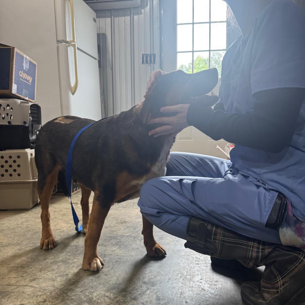 Enlarge Berry hw treated, a Adoptable Hound in Parrish, AL image 1/4