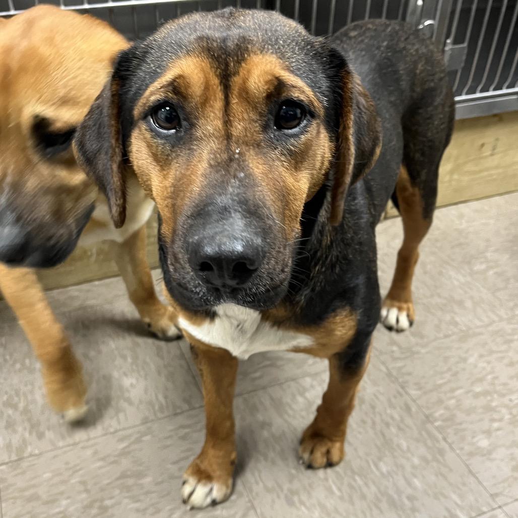 Enlarge Berry, a Adoptable Hound in Parrish, AL image 1/2