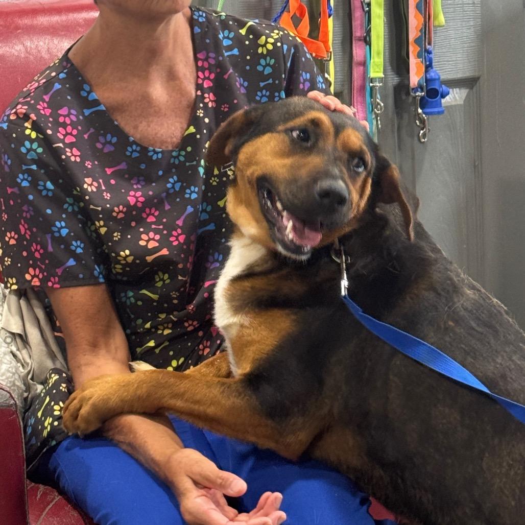 Enlarge Berry hw treated, a Adoptable Hound in Parrish, AL image 3/4