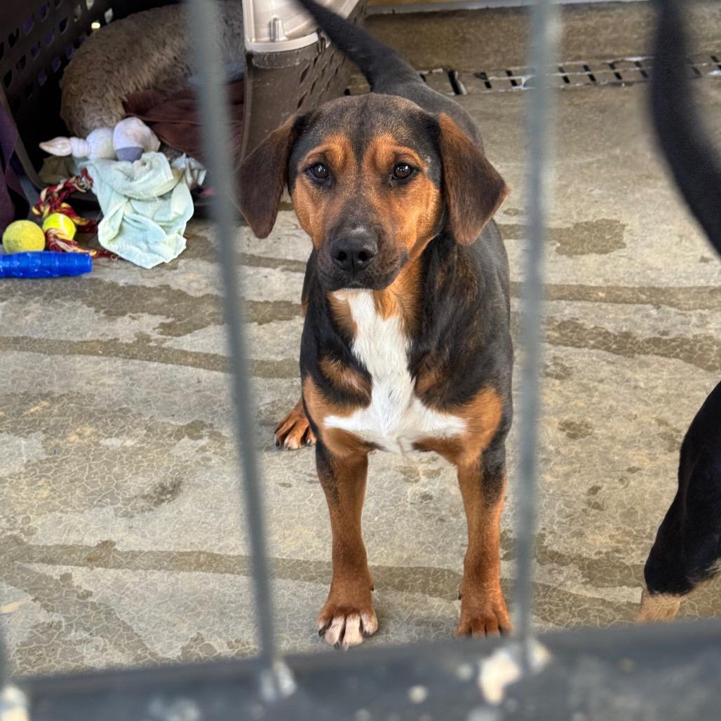 Enlarge Berry, a Adoptable Hound in Parrish, AL image 2/2