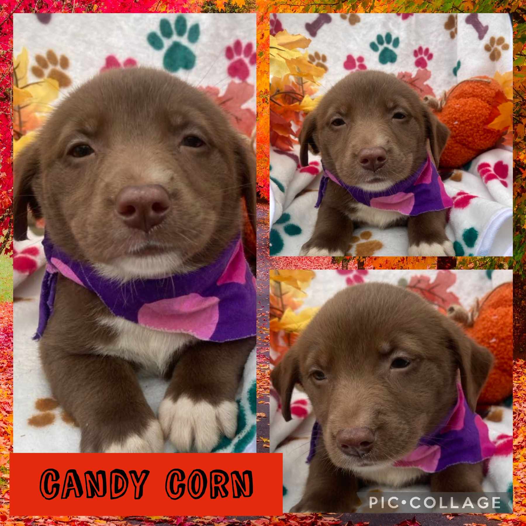Dog for adoption Candy Corn, a Labrador Retriever Mix in Ringwood, NJ