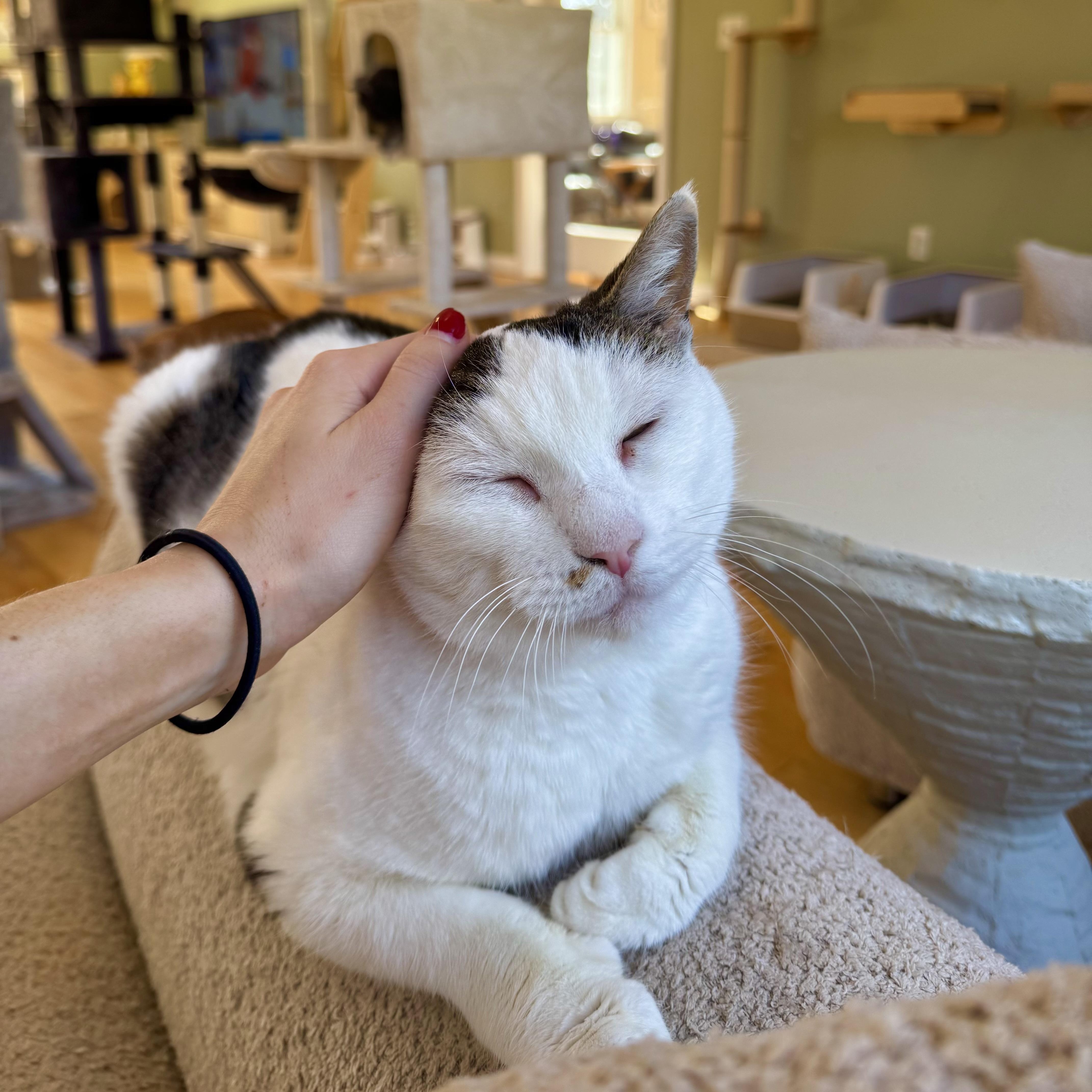 Wally, adopted, Adult Female Domestic Short Hair.