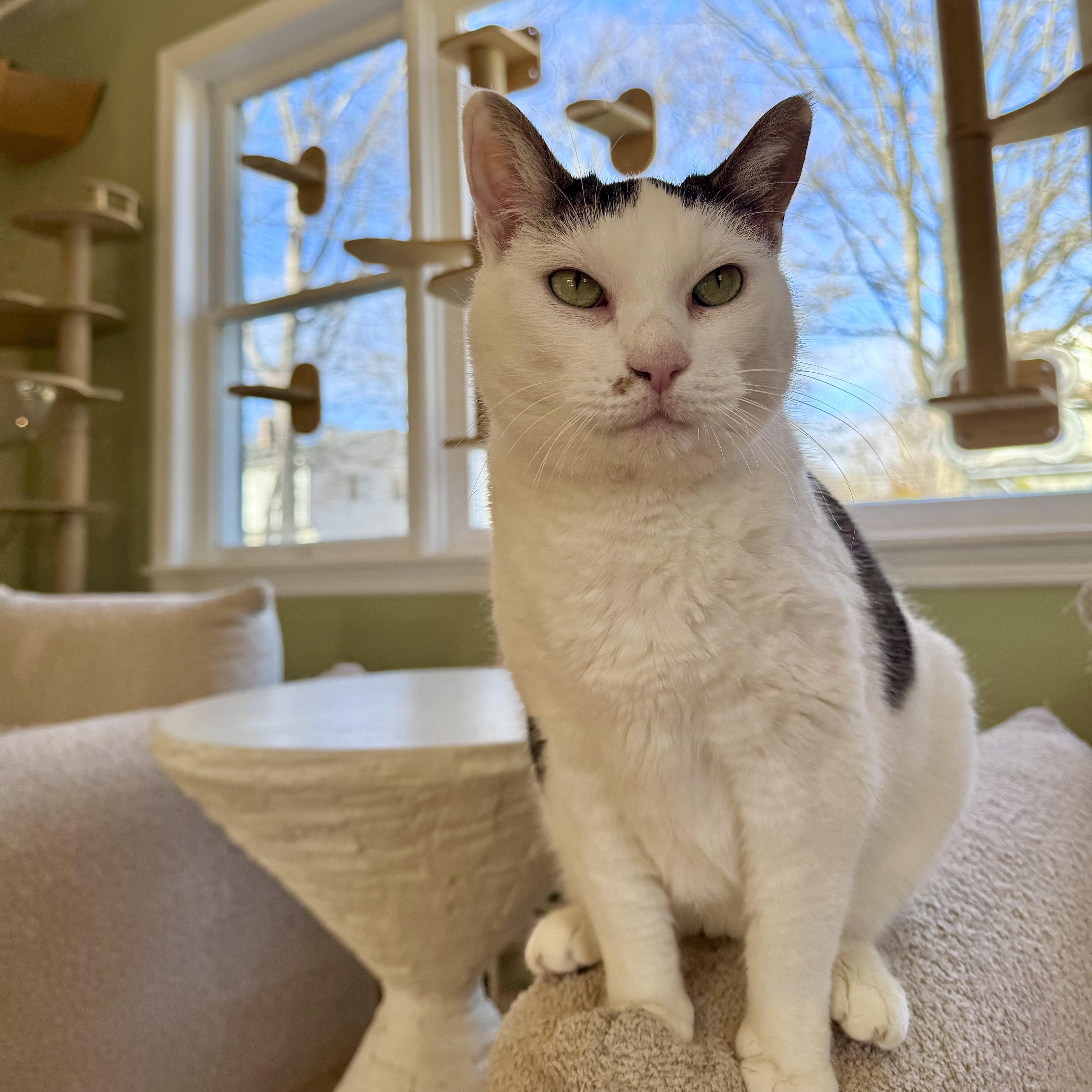 Enlarge Wally, an adopted Domestic Short Hair in Ramsey, NJ image 2/5