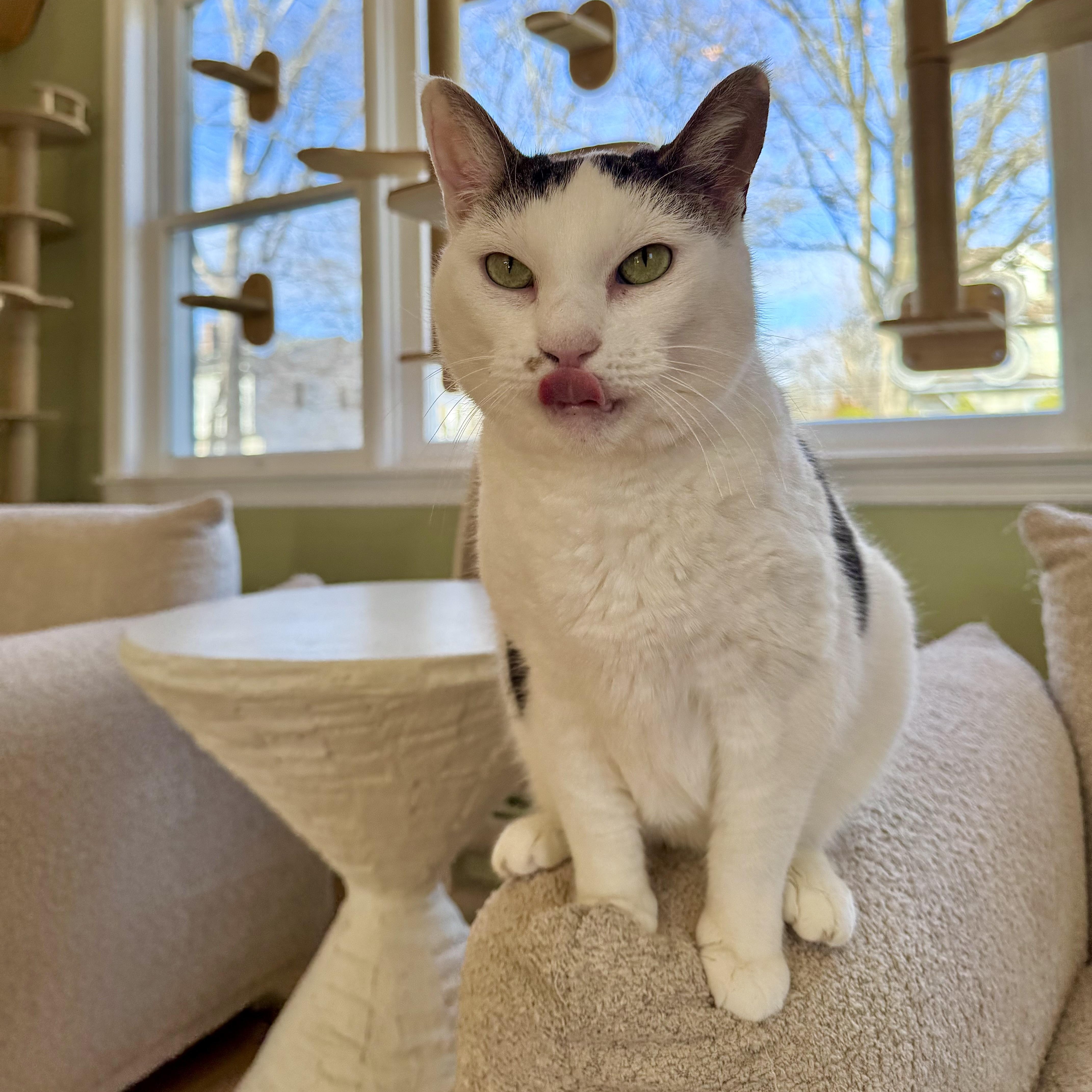 Enlarge Wally, an adopted Domestic Short Hair in Ramsey, NJ image 5/5