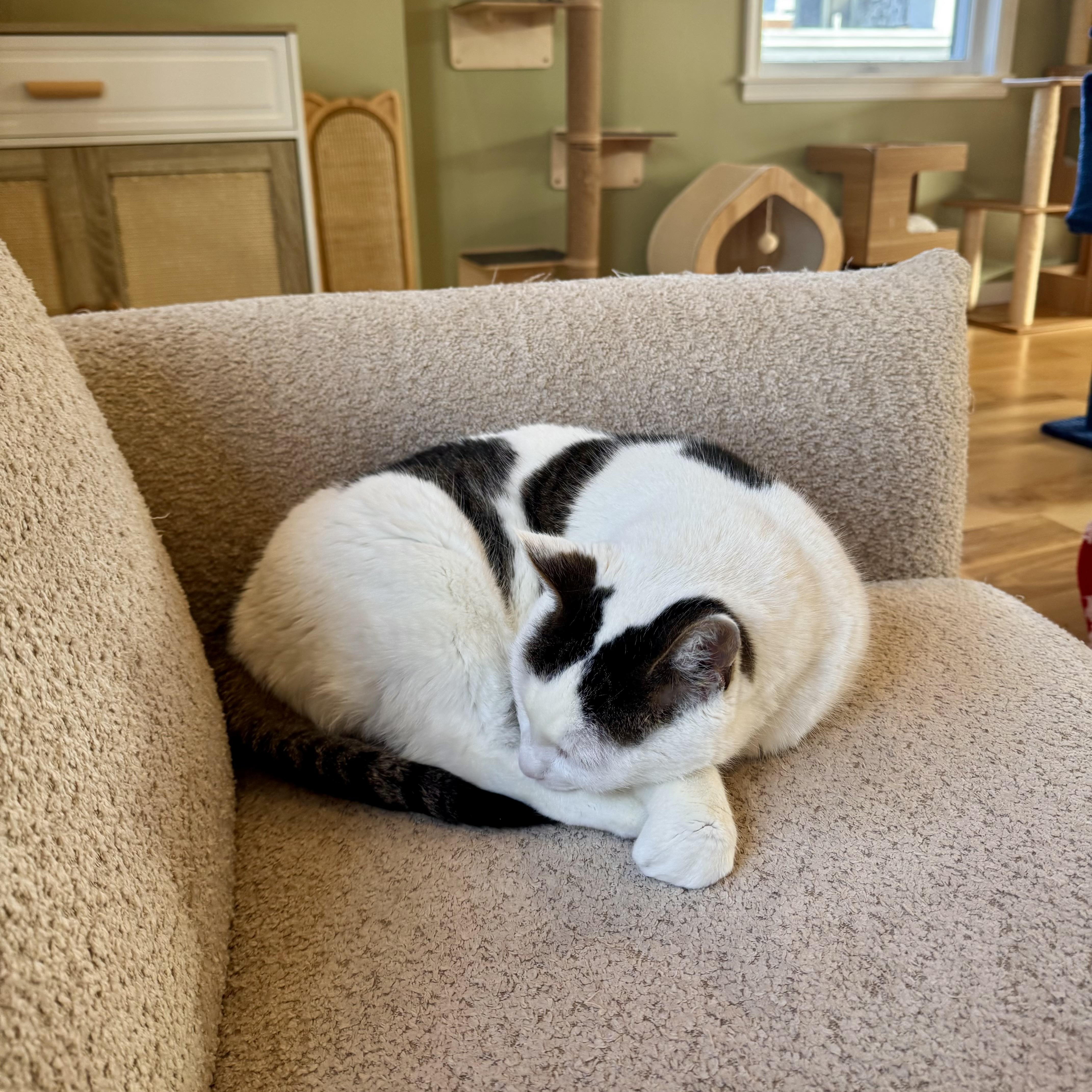 Enlarge Wally, an adopted Domestic Short Hair in Ramsey, NJ image 4/5