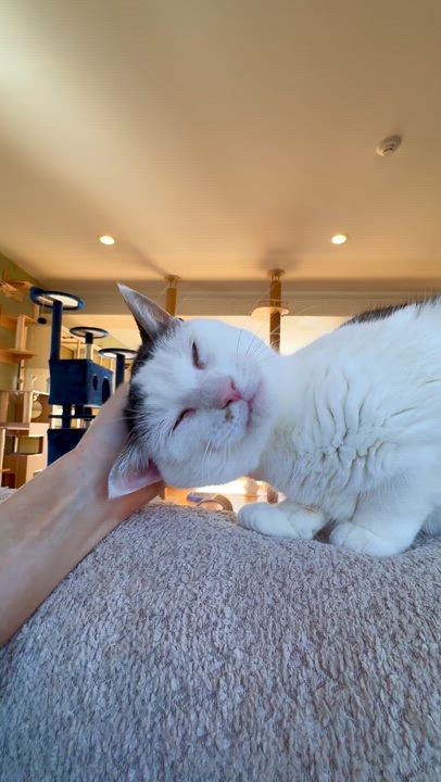 Enlarge Wally, an adopted Domestic Short Hair in Ramsey, NJ video 3/5