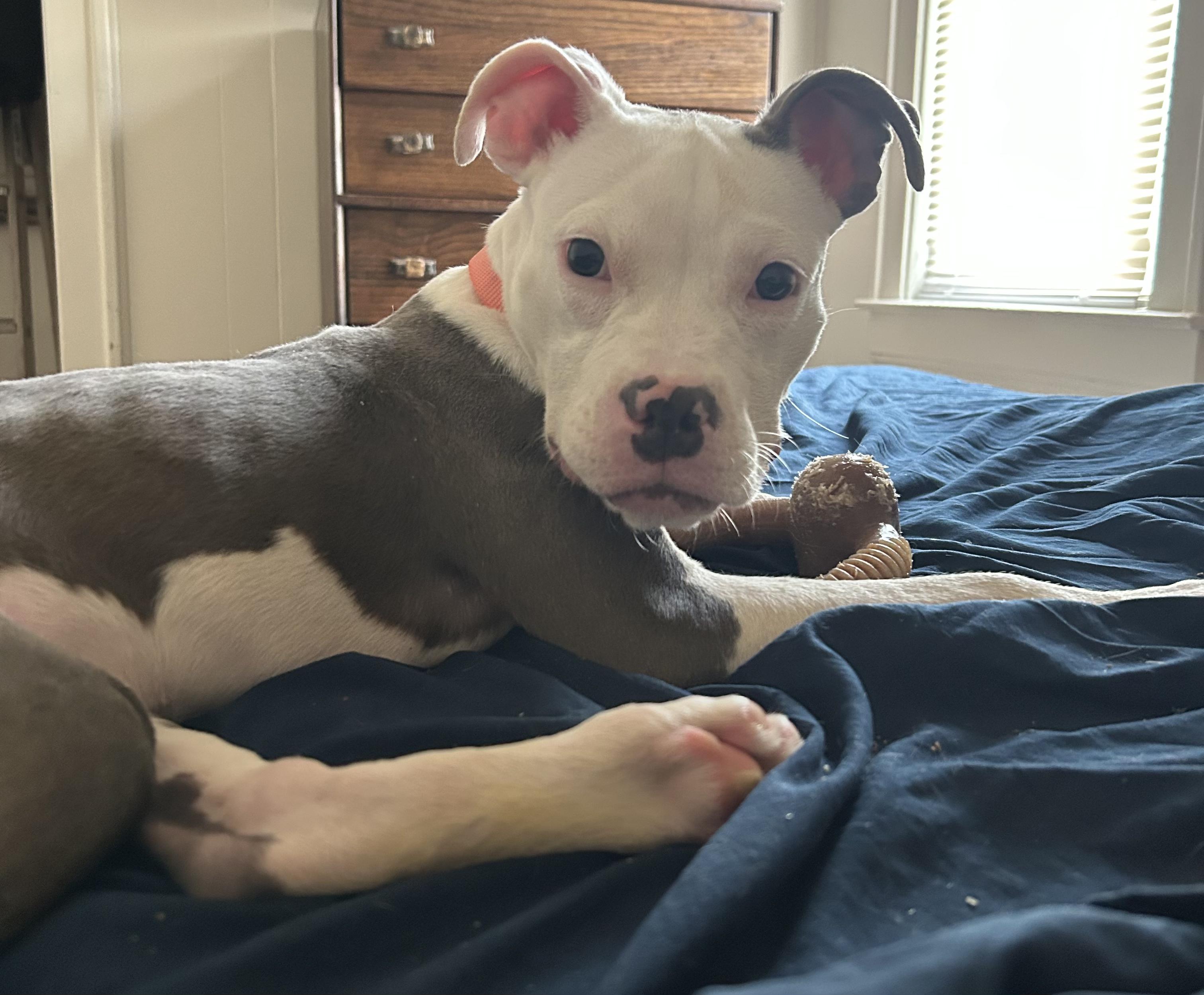 Carol, Adoptable, Young Female Pit Bull Terrier.