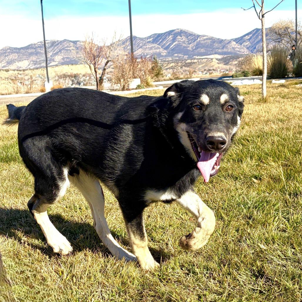Benny, a Adoptable mixed breed in Rifle, CO image 2/3