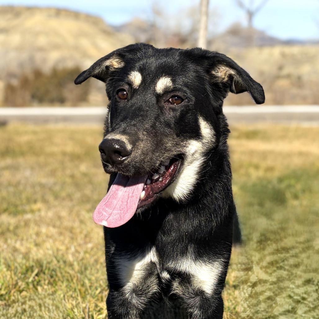 Benny, a Adoptable mixed breed in Rifle, CO image 3/3