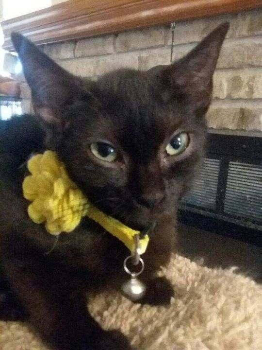 Vanna — thumbnail 2