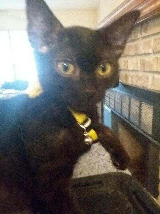 Vanna — thumbnail 3