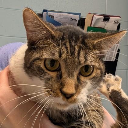 Ezekiel, ADOPTABLE, Adult Male Domestic Short Hair.