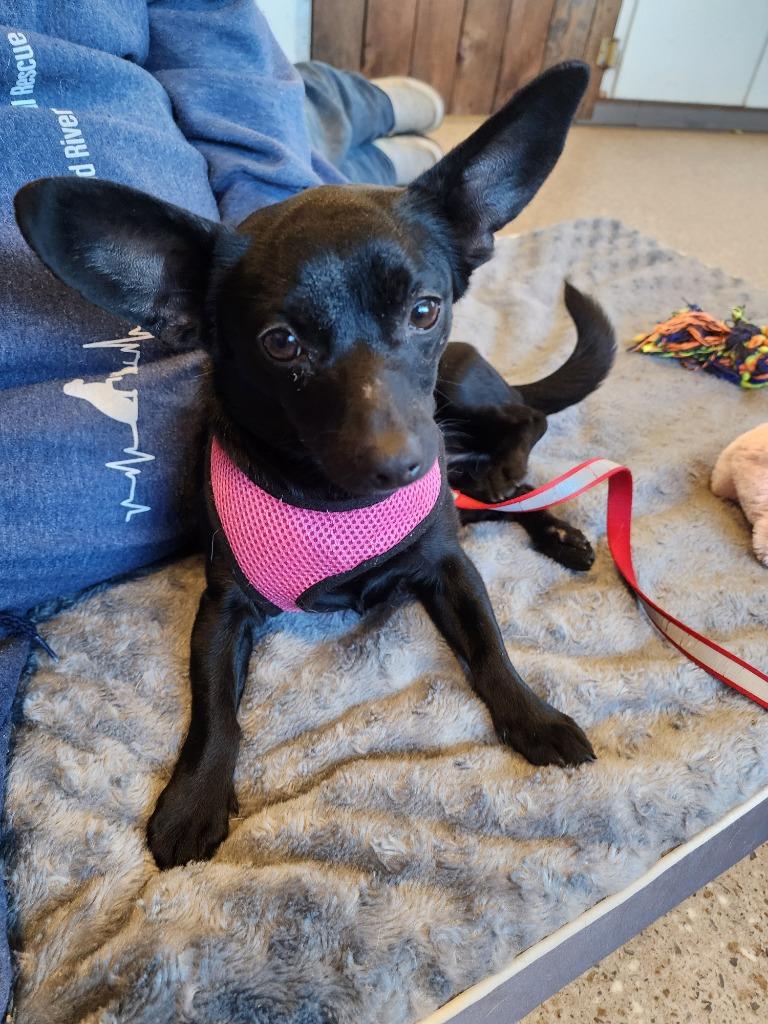 Trudy, Adopted, Adult Female Chihuahua.