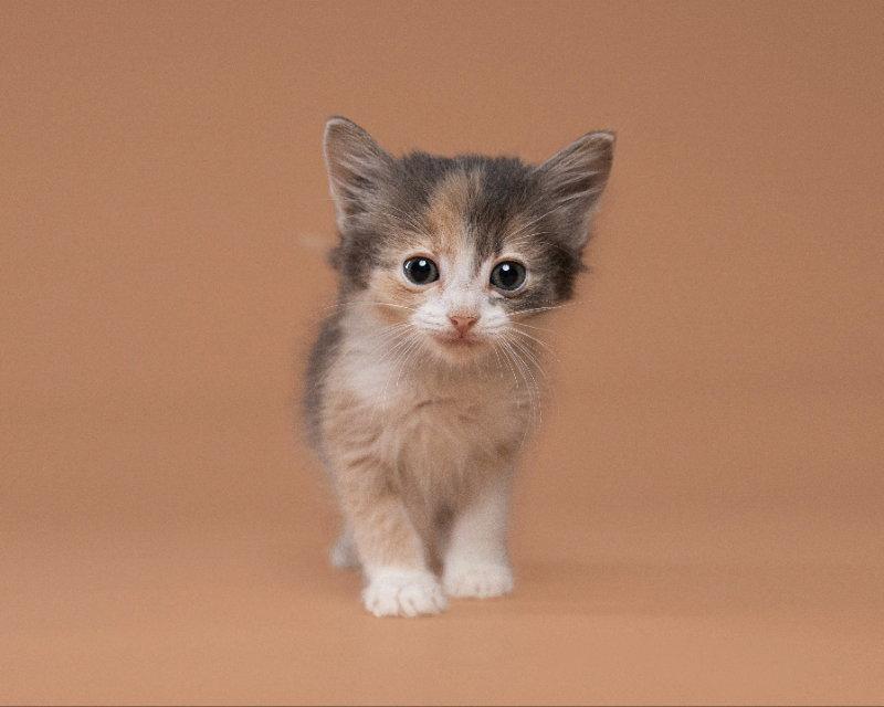 Willing, Adopted, Adult Female Domestic Short Hair.