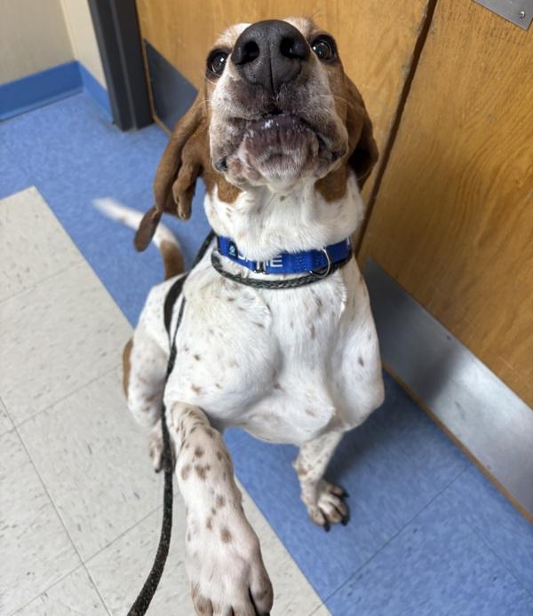 Enlarge Barney, a Adoptable mixed breed in Sioux City, IA image 2/2
