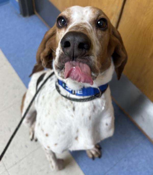 Enlarge Barney, a Adoptable mixed breed in Sioux City, IA image 1/2