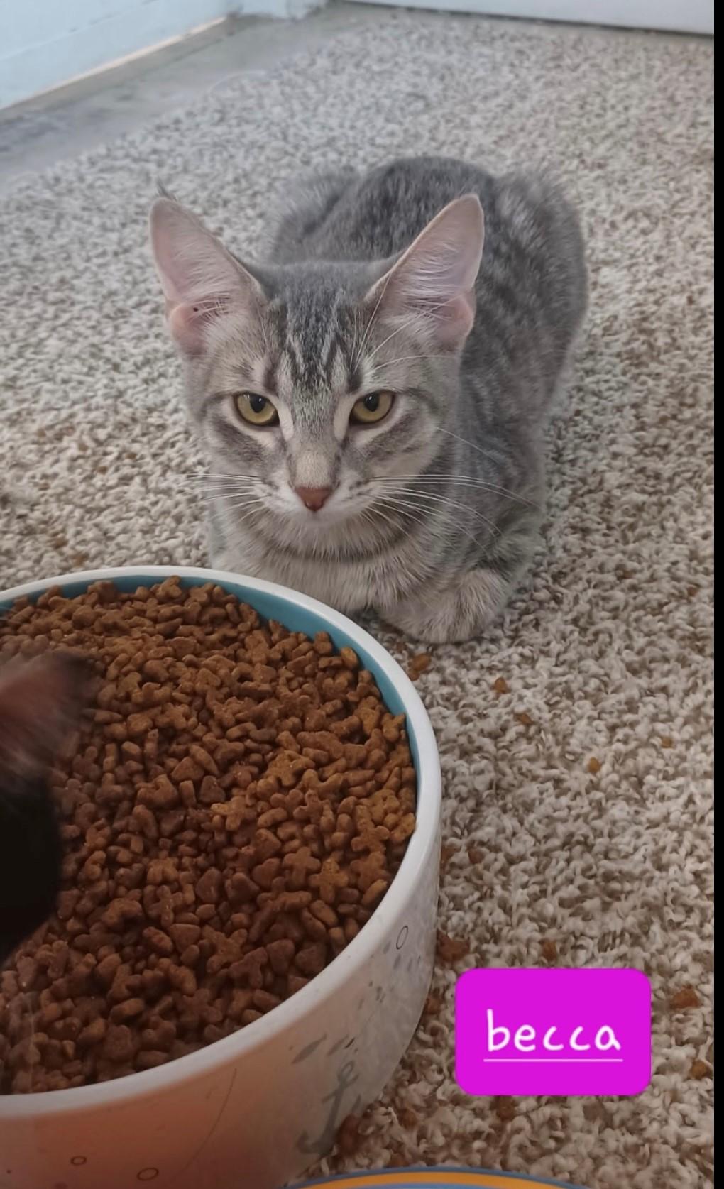 Becca, Adoptable, Young Female Domestic Short Hair.