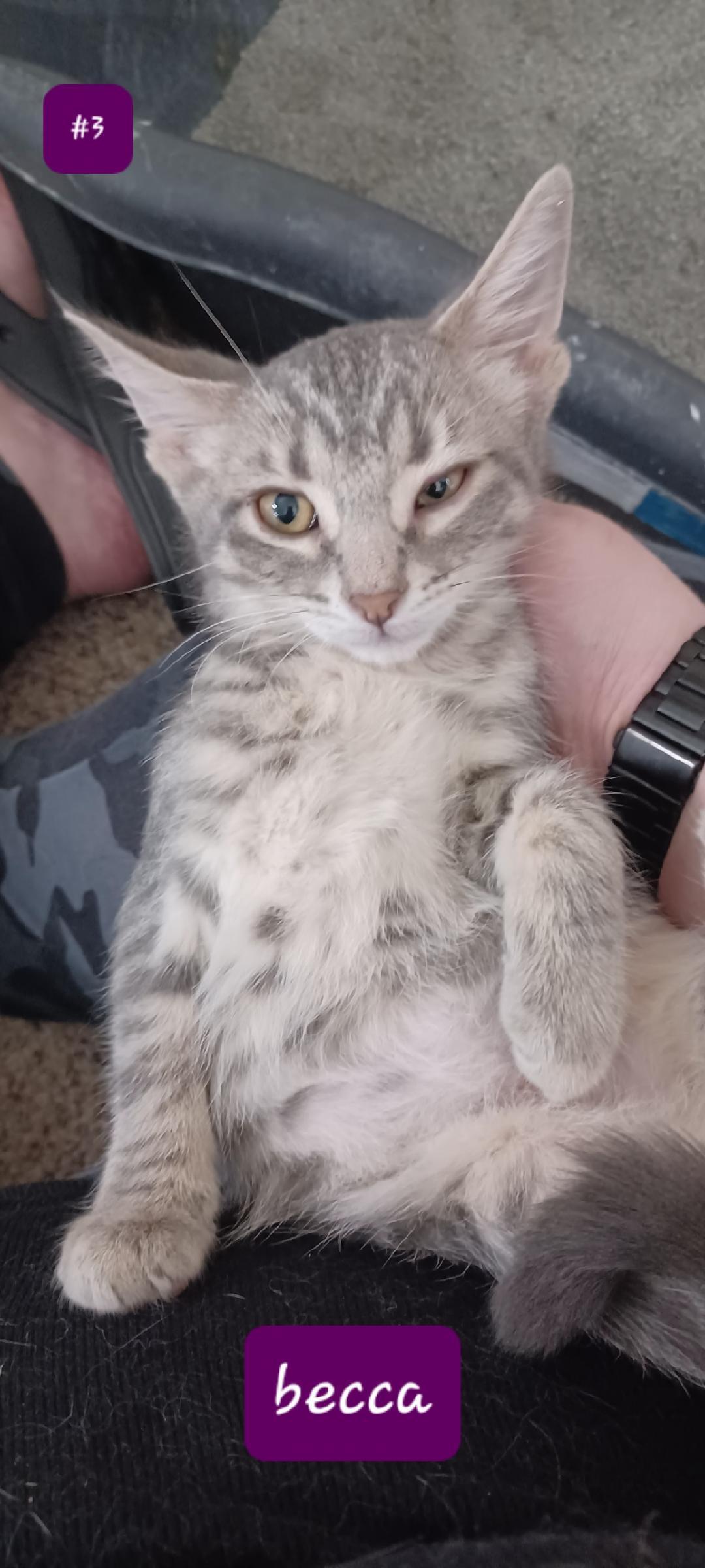 Becca, a Adoptable Domestic Short Hair in Walworth, WI image 2/2