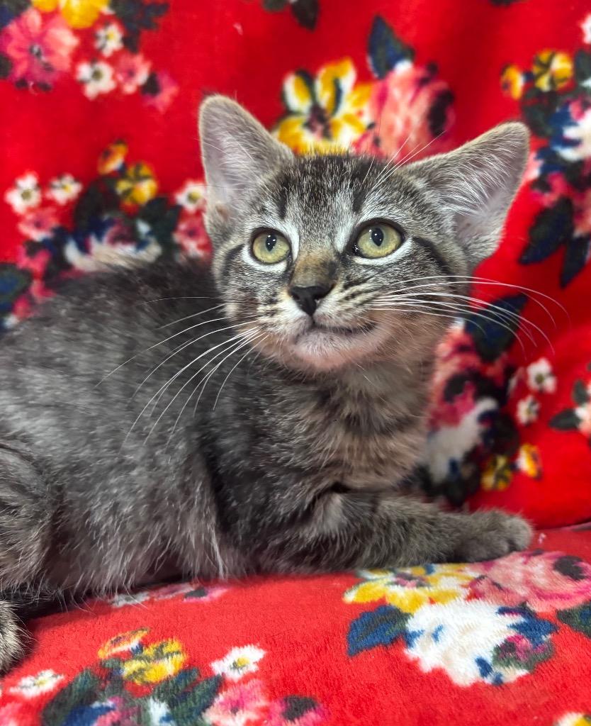 Enlarge Cressida, a Adoptable mixed breed in Corpus Christi, TX image 1/4