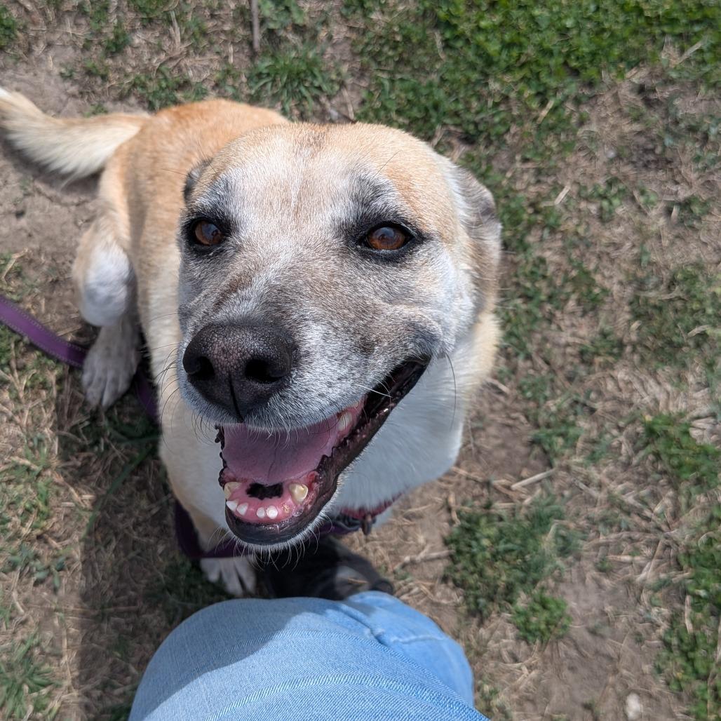Enlarge Jamie, a Adoptable mixed breed in Tulsa, OK image 1/6
