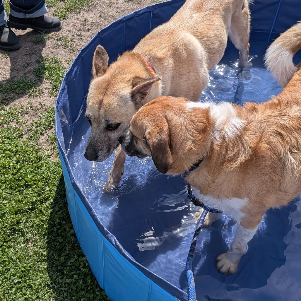 Enlarge Jamie, a Adoptable mixed breed in Tulsa, OK image 2/6