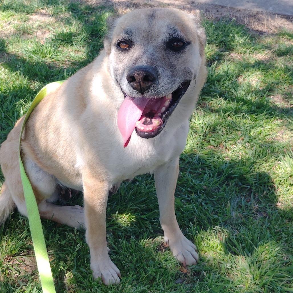 Enlarge Jamie, a Adoptable mixed breed in Tulsa, OK image 3/6
