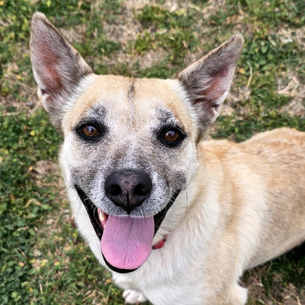 Enlarge Jamie, a Adoptable mixed breed in Tulsa, OK image 4/6