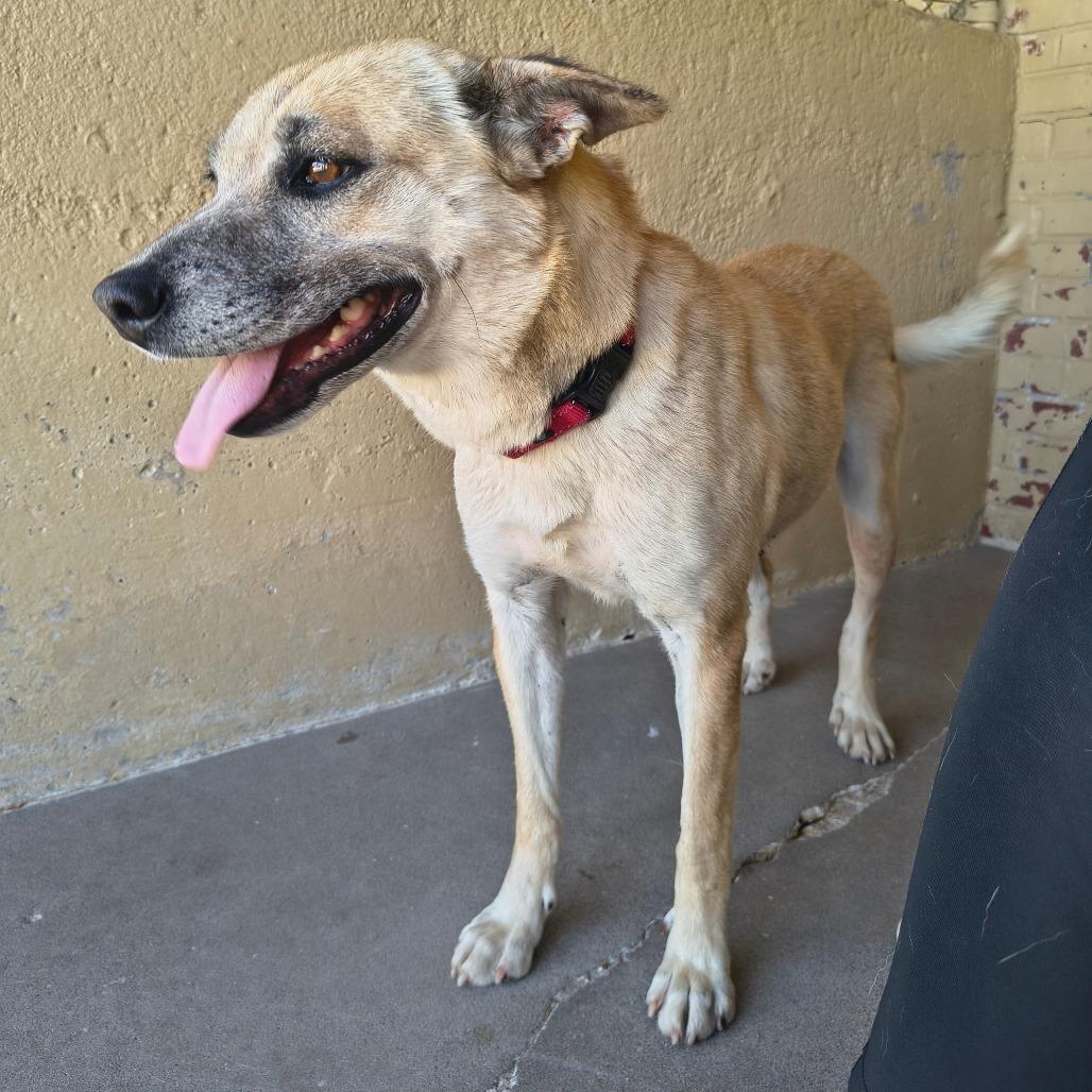 Enlarge Jamie, a Adoptable mixed breed in Tulsa, OK image 5/6