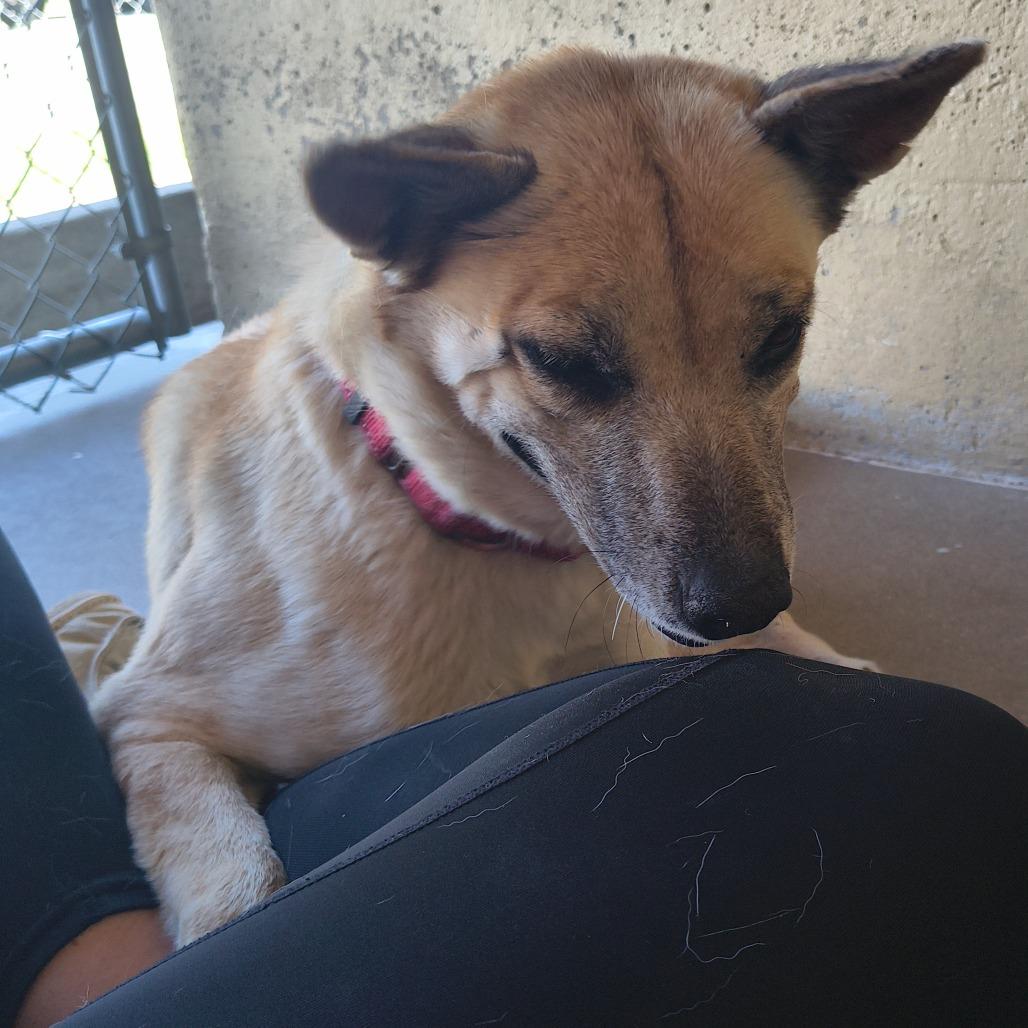 Enlarge Jamie, a Adoptable mixed breed in Tulsa, OK image 6/6