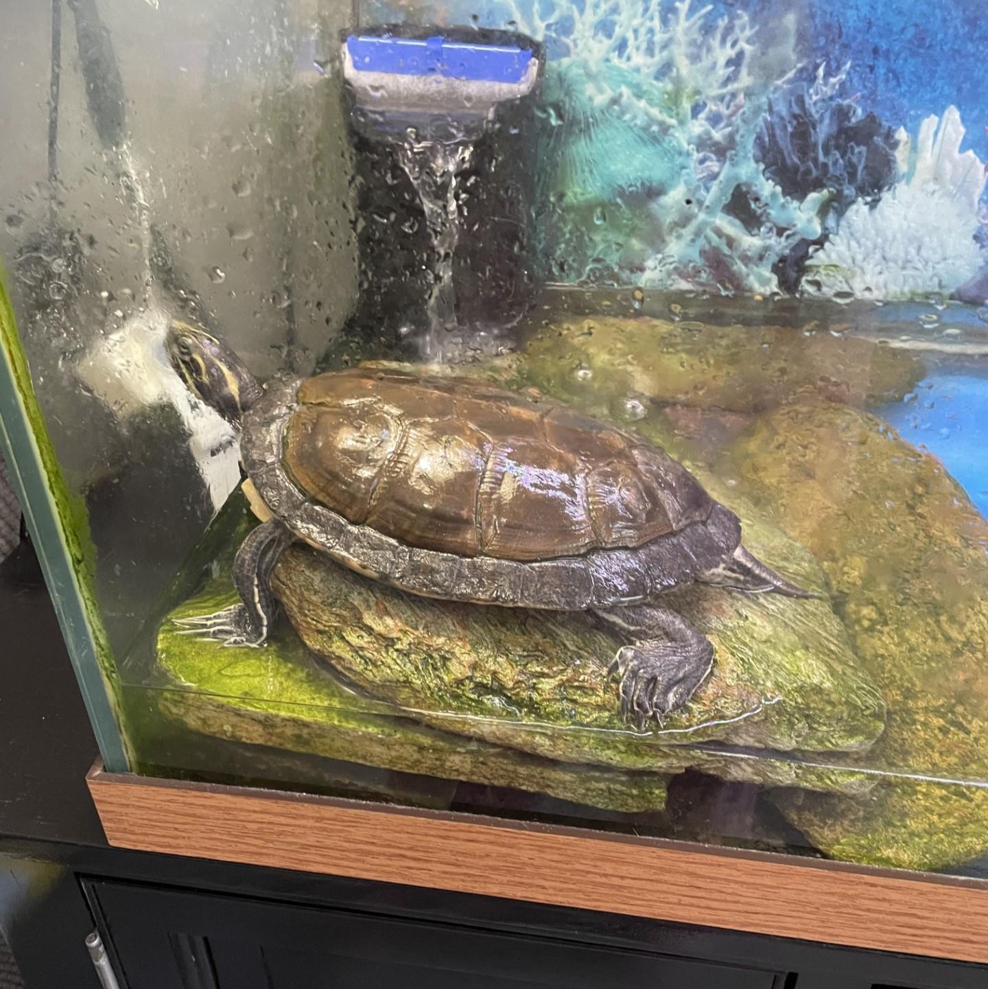 River Cooters in DE (water turtles), a ADOPTABLE Turtle in Bear, DE image 3/6