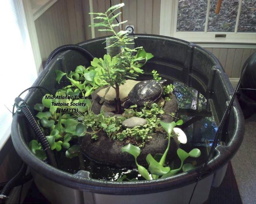 River Cooters in DE (water turtles), a ADOPTABLE Turtle in Bear, DE image 4/6