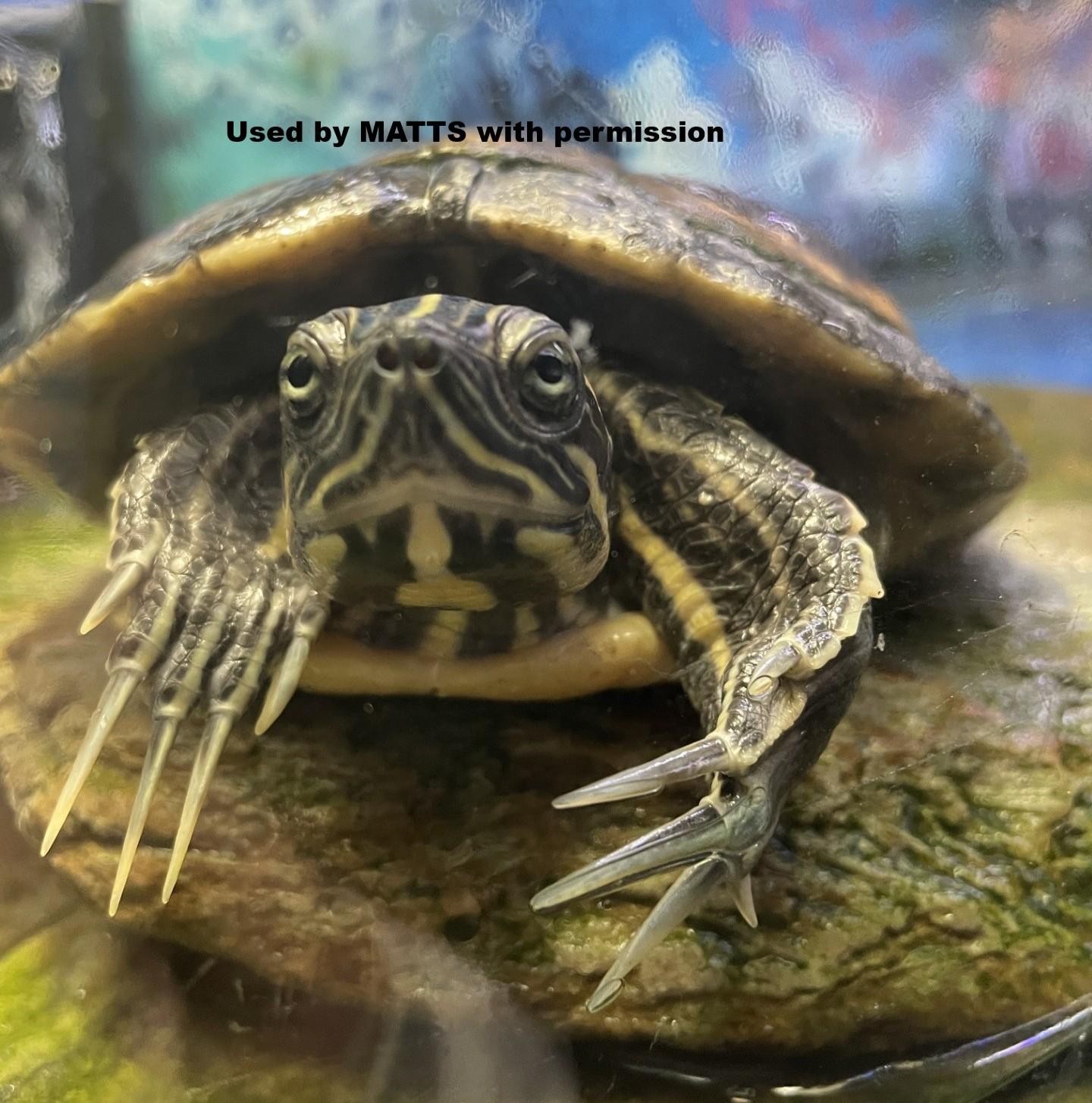 River Cooters in DE (water turtles), a ADOPTABLE Turtle in Bear, DE image 1/6