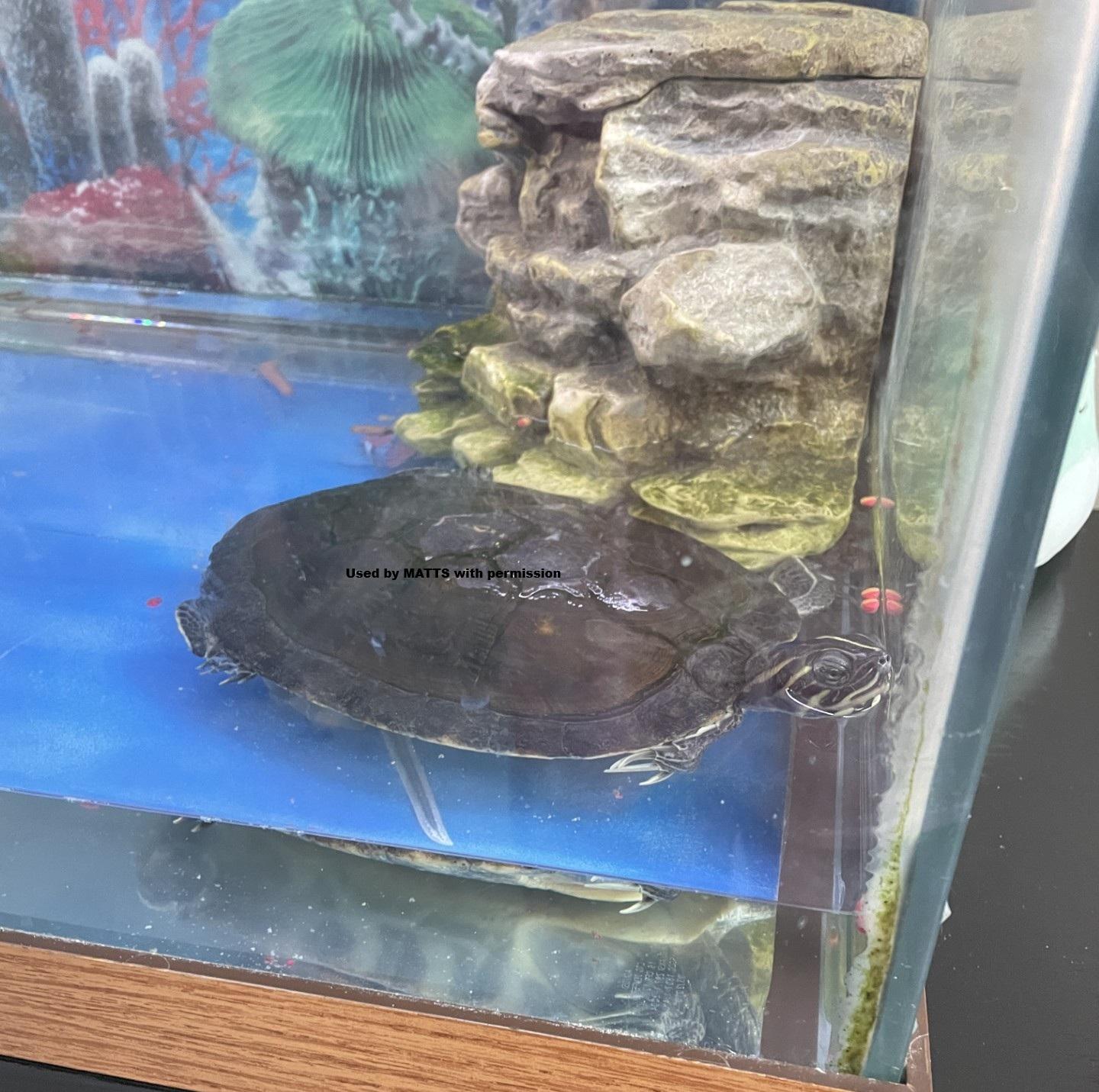 River Cooters in DE (water turtles), a ADOPTABLE Turtle in Bear, DE image 2/6