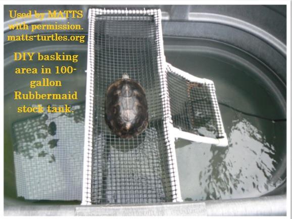 River Cooters in DE (water turtles), a ADOPTABLE Turtle in Bear, DE image 5/6